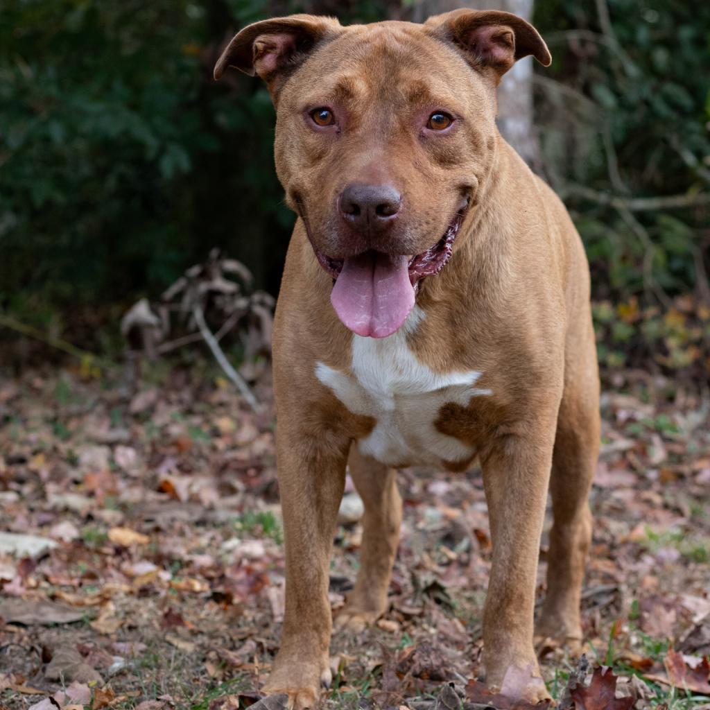 Topper, an adoptable Mixed Breed in QUINCY, FL, 32351 | Photo Image 1
