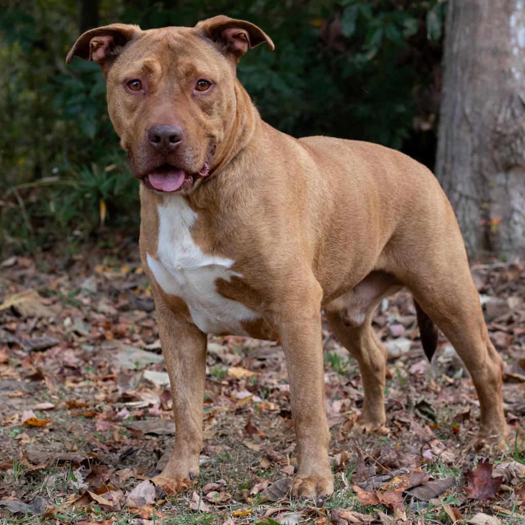 Topper, an adoptable Mixed Breed in QUINCY, FL, 32351 | Photo Image 2