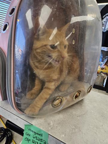 TURBO, an adoptable Domestic Short Hair in Norfolk, VA, 23502 | Photo Image 1