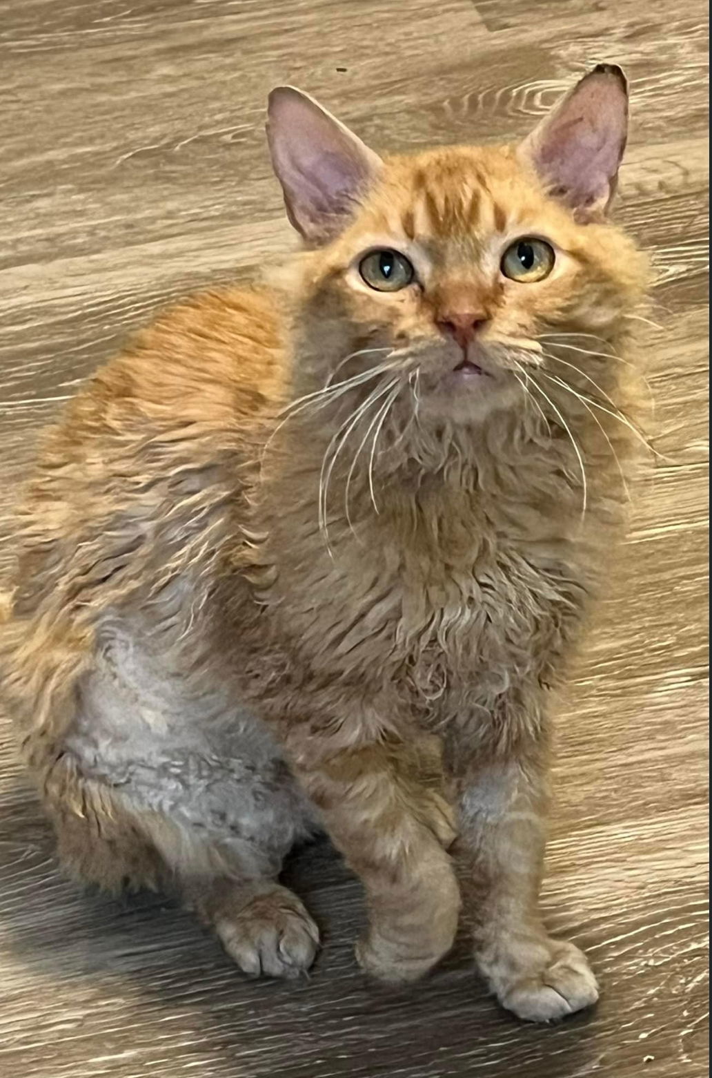 Shirley Temple, an adoptable Domestic Short Hair in Wilmington, NC, 28409 | Photo Image 1