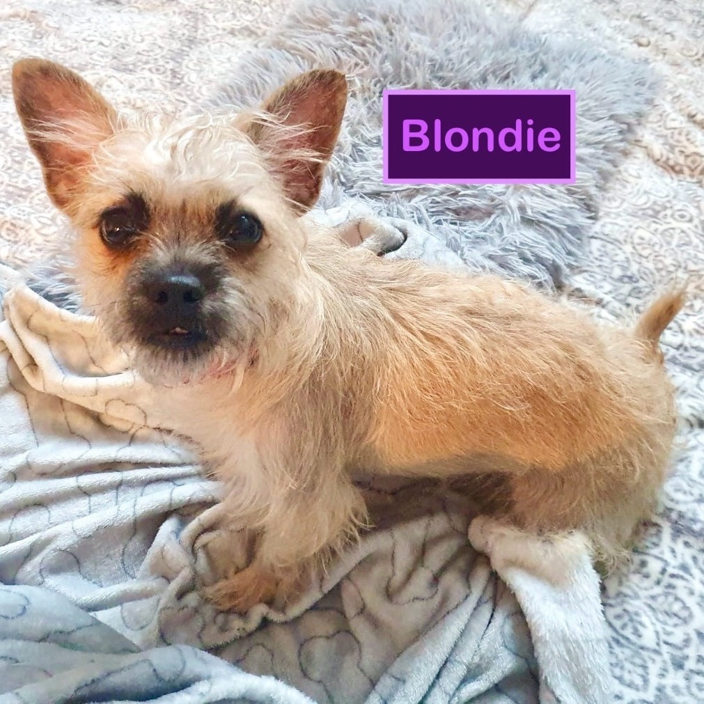 Blondie