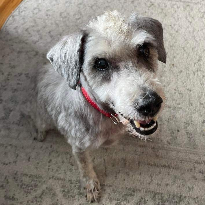 Harry, an adoptable Poodle in Long Island City, NY, 11101 | Photo Image 1