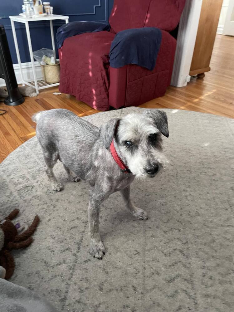 Harry, an adoptable Poodle in Verplanck, NY, 10596 | Photo Image 2