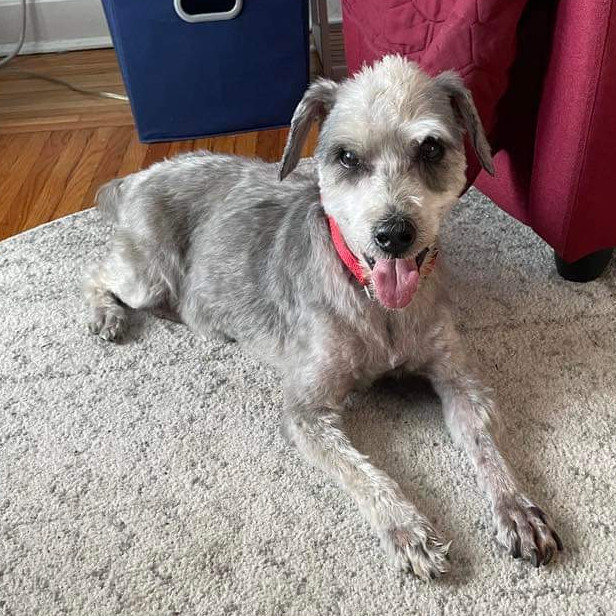 Harry, an adoptable Poodle in Long Island City, NY, 11101 | Photo Image 3