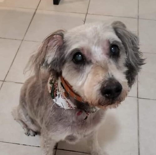 Harry, an adoptable Poodle in Long Island City, NY, 11101 | Photo Image 4