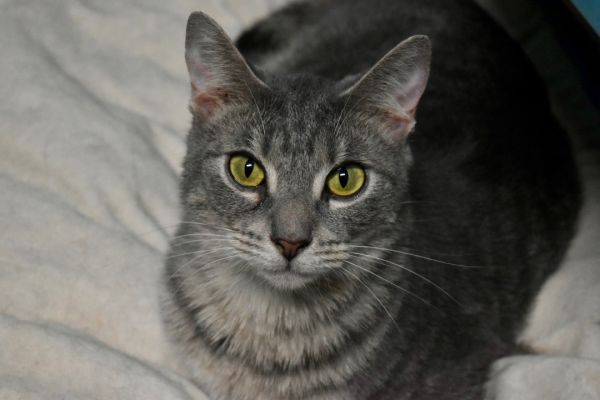 Stella