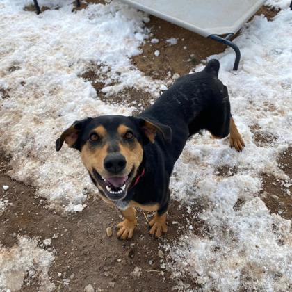 Carla, an adoptable Hound, Rottweiler in Durango, CO, 81301 | Photo Image 1