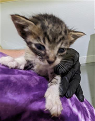 RINGO, an adoptable Domestic Short Hair in Norfolk, VA, 23502 | Photo Image 1