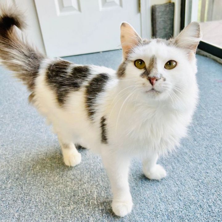 Willow, an adopted Turkish Van & Domestic Long Hair Mix in Bethel, CT_image-1