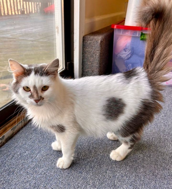 Willow, an adopted Turkish Van & Domestic Long Hair Mix in Bethel, CT_image-2