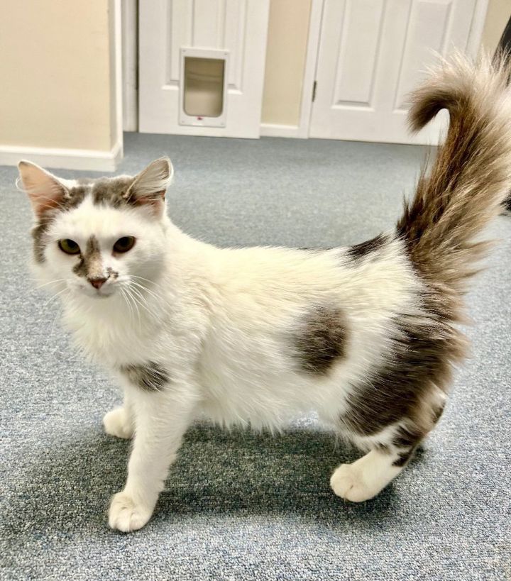 Willow, an adopted Turkish Van & Domestic Long Hair Mix in Bethel, CT_image-6