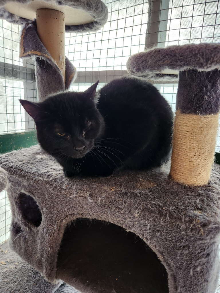 Black Jade, an adoptable Domestic Short Hair in Brainardsville, NY, 12915 | Photo Image 1