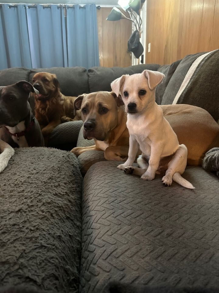 Dog for adoption - Lil (Lilith), a Chiweenie in Wildwood, FL