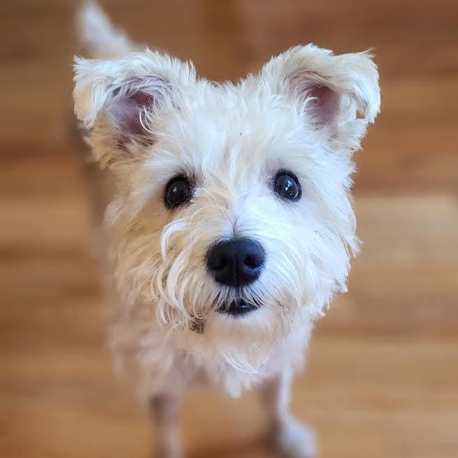 Marshmallow, an adopted West Highland White Terrier / Westie & Poodle Mix in Cumming, GA_image-1