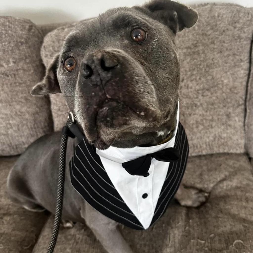 Greenbean, an adoptable English Bulldog, Pit Bull Terrier in Spring Hill, KS, 66083 | Photo Image 1