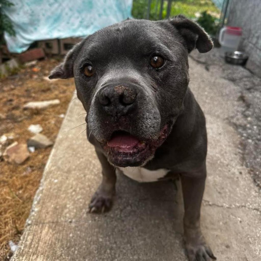 Greenbean, an adoptable English Bulldog, Pit Bull Terrier in Spring Hill, KS, 66083 | Photo Image 2