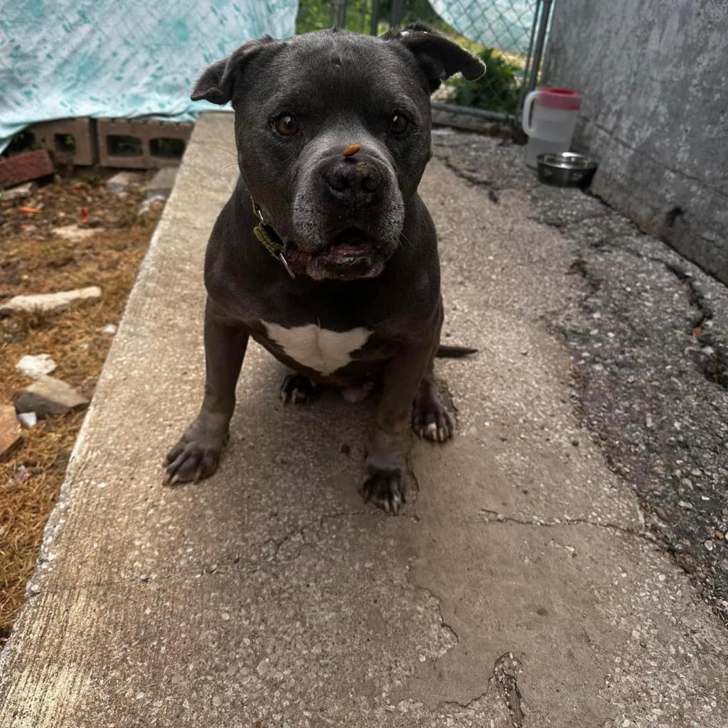 Greenbean, an adoptable English Bulldog, Pit Bull Terrier in Spring Hill, KS, 66083 | Photo Image 3
