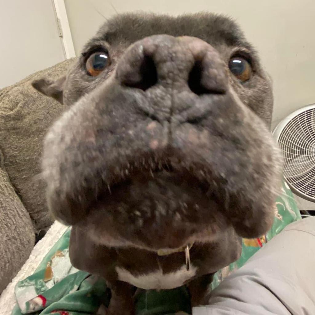 Greenbean, an adoptable English Bulldog, Pit Bull Terrier in Spring Hill, KS, 66083 | Photo Image 4