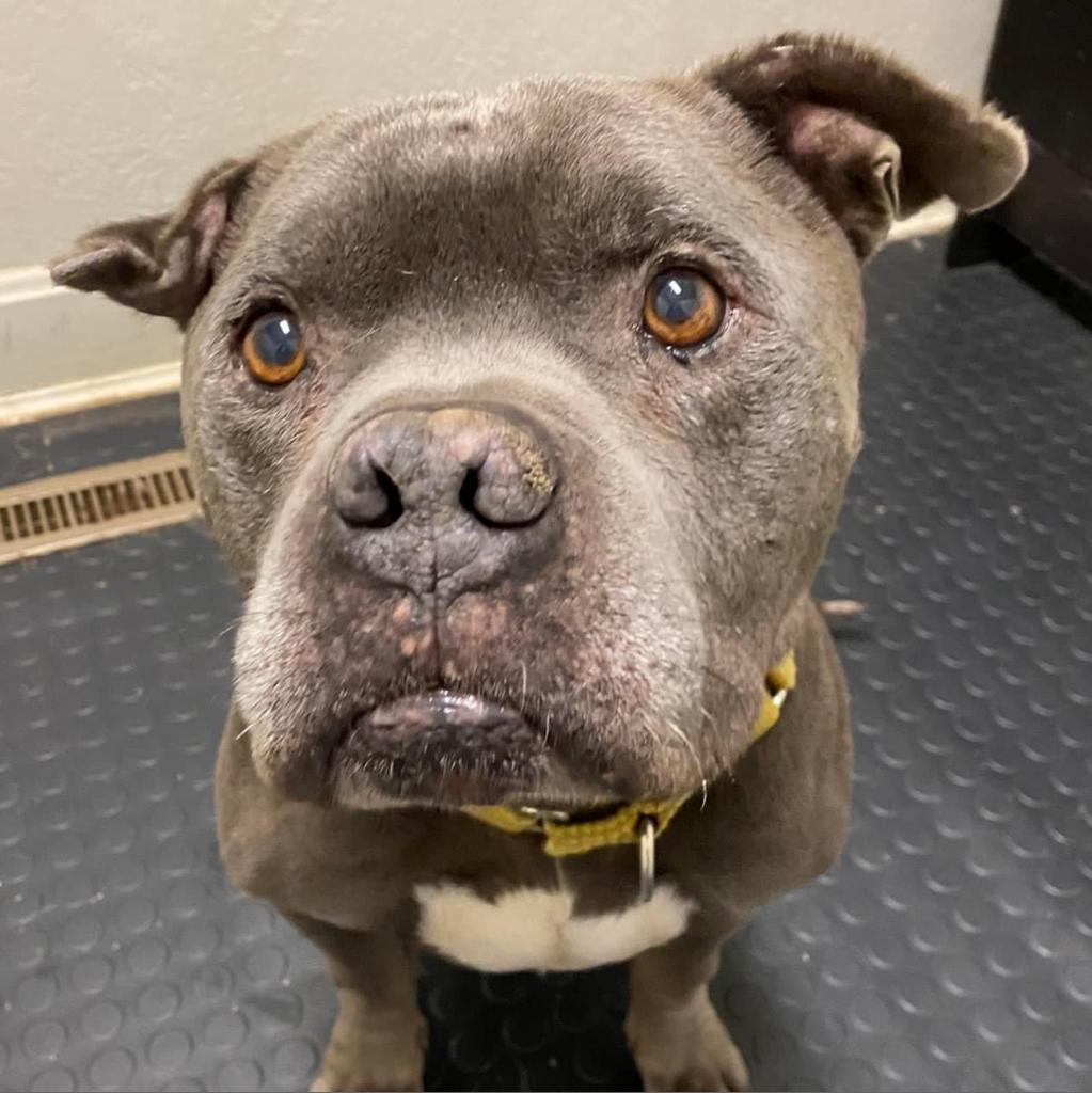 Greenbean, an adoptable English Bulldog, Pit Bull Terrier in Spring Hill, KS, 66083 | Photo Image 5