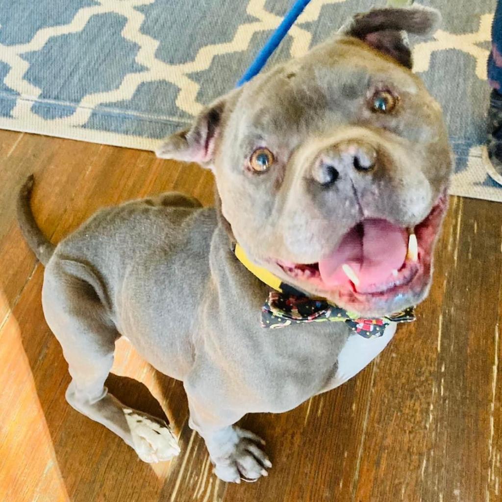 Greenbean, an adoptable English Bulldog, Pit Bull Terrier in Spring Hill, KS, 66083 | Photo Image 6