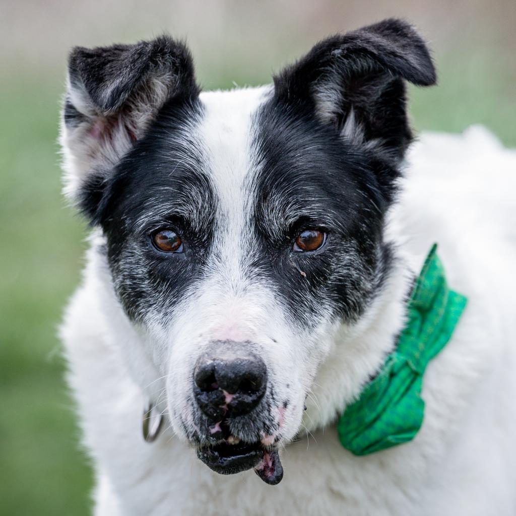 Giblet, an adoptable Cattle Dog, Pointer in Spring Hill, KS, 66083 | Photo Image 1