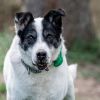 Giblet photo 2