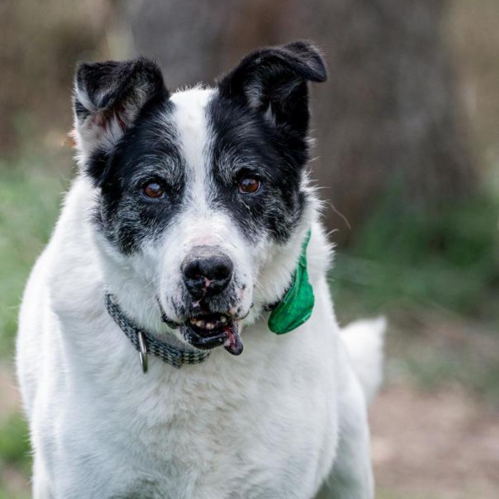 Giblet, an adoptable Cattle Dog, Pointer in Spring Hill, KS, 66083 | Photo Image 2