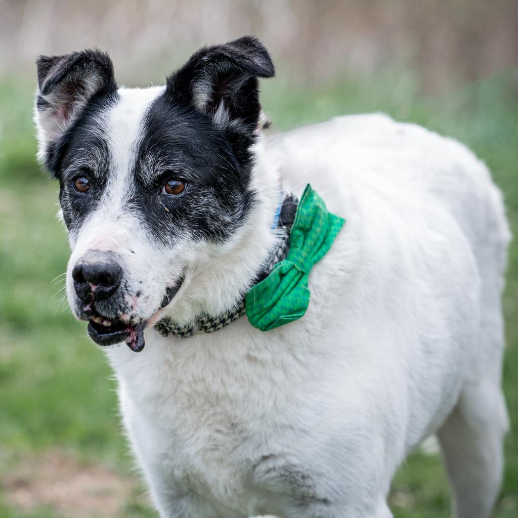 Giblet, an adoptable Cattle Dog, Pointer in Spring Hill, KS, 66083 | Photo Image 3
