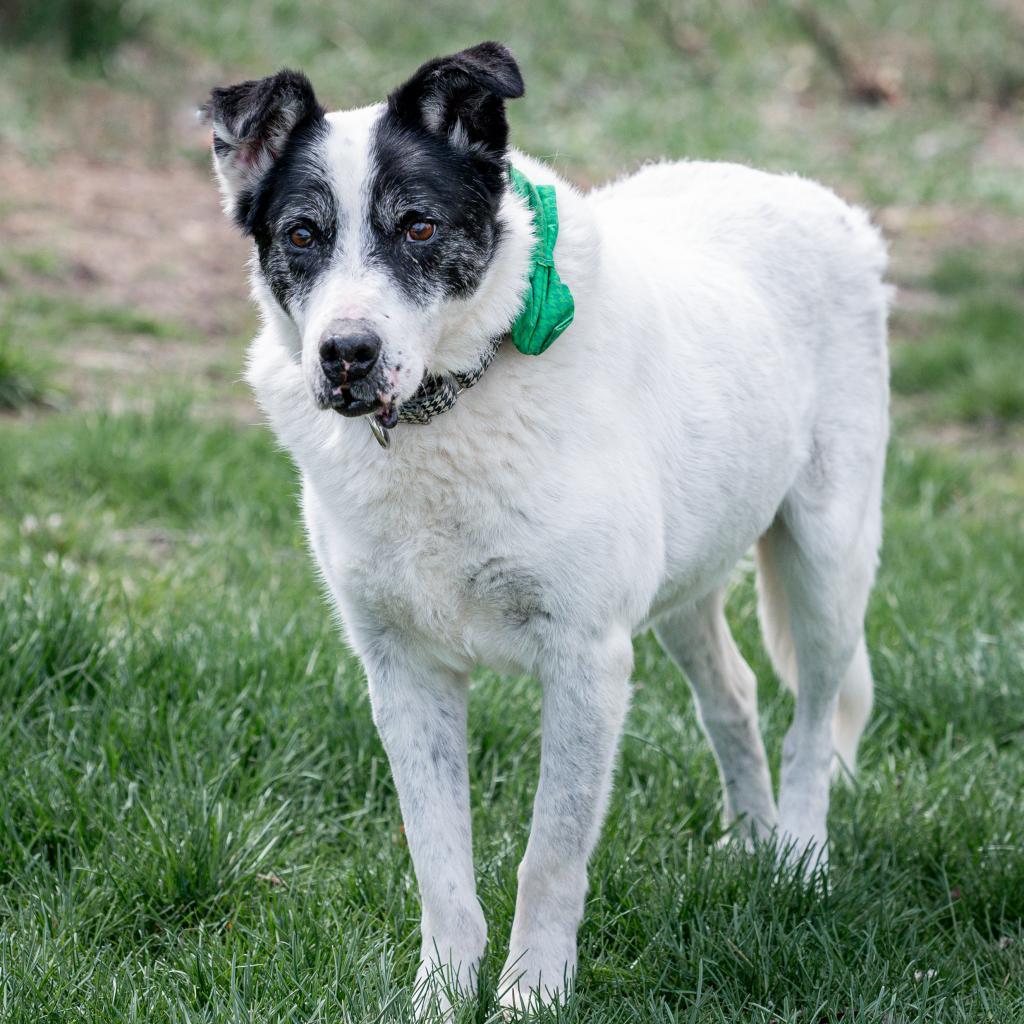 Giblet, an adoptable Cattle Dog, Pointer in Spring Hill, KS, 66083 | Photo Image 4
