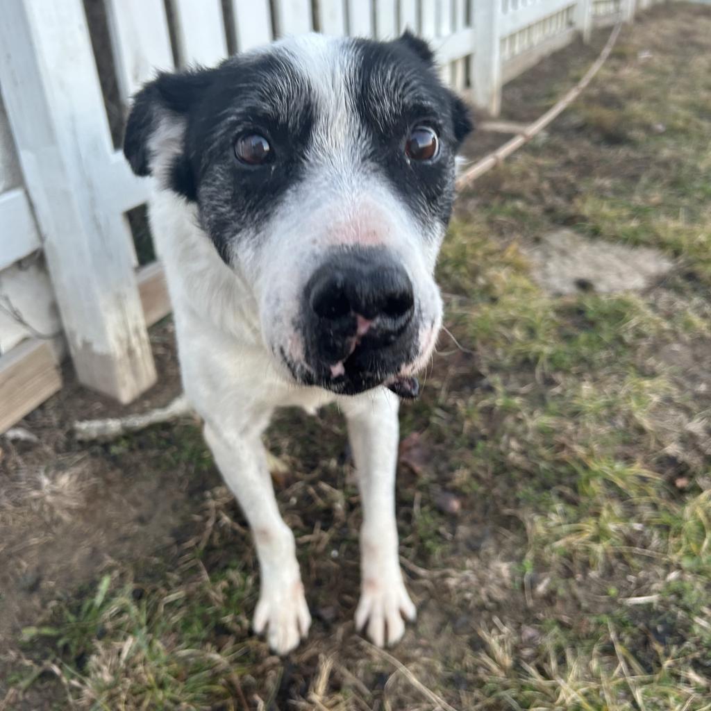 Giblet, an adoptable Cattle Dog, Pointer in Spring Hill, KS, 66083 | Photo Image 5