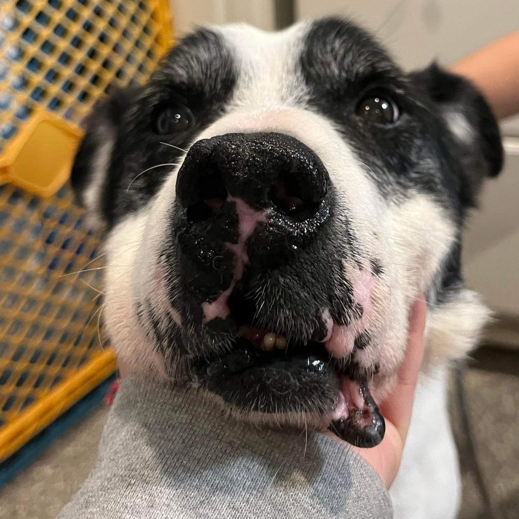 Giblet, an adoptable Cattle Dog, Pointer in Spring Hill, KS, 66083 | Photo Image 6