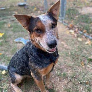 Petfinder store blue heeler