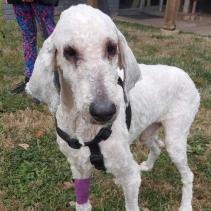 Victor, an adoptable Standard Poodle in Springfield, MO_image-2