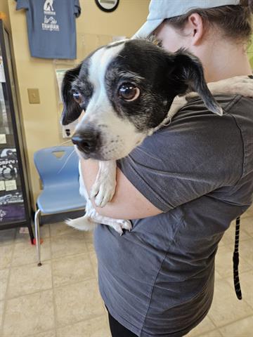 LACY, an adoptable Parson Russell Terrier, Beagle in Norfolk, VA, 23502 | Photo Image 1