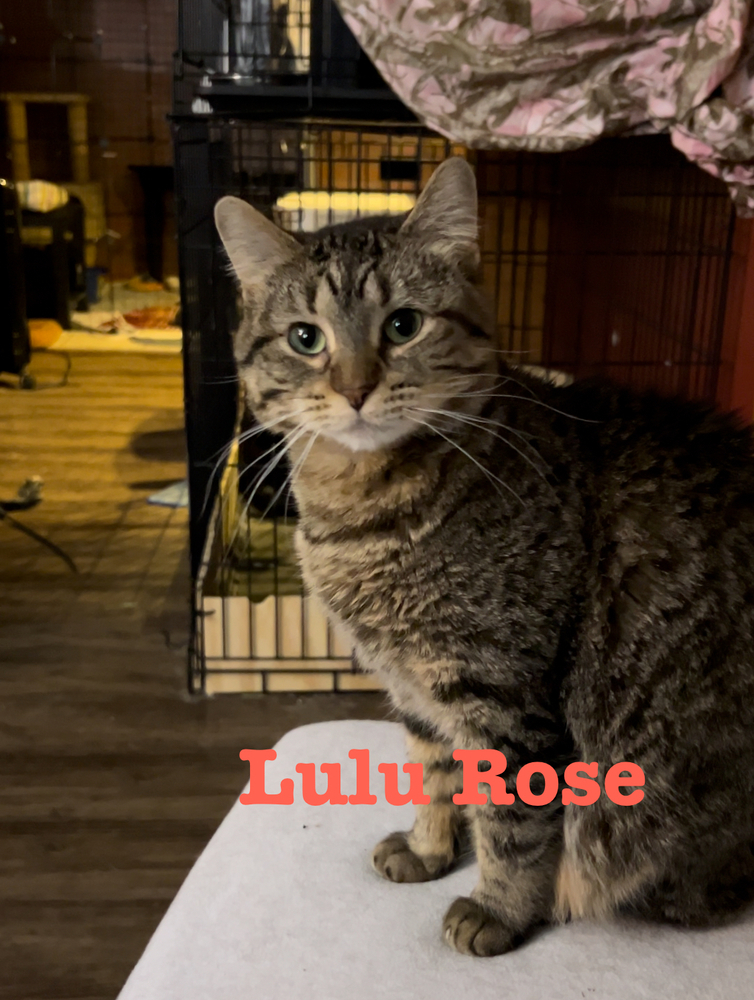 Lulu Rose
