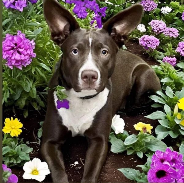 Magnolia