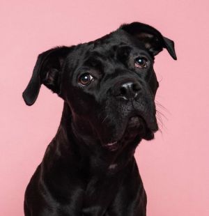 Animal Profile Pebbles is an approximately 2-year-old 65 lb female bully breed mix -- we think Can