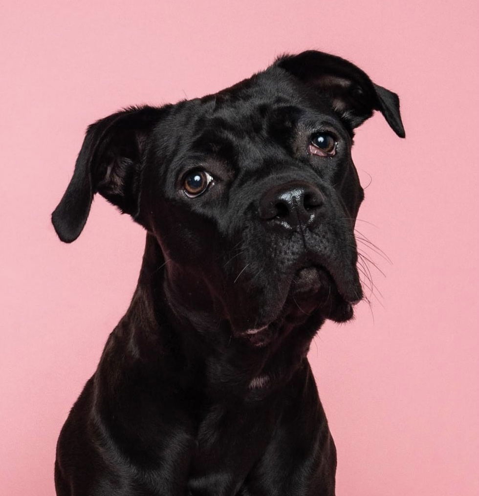 Pebbles, an adoptable Cane Corso, Boxer in Bothell, WA, 98021 | Photo Image 1