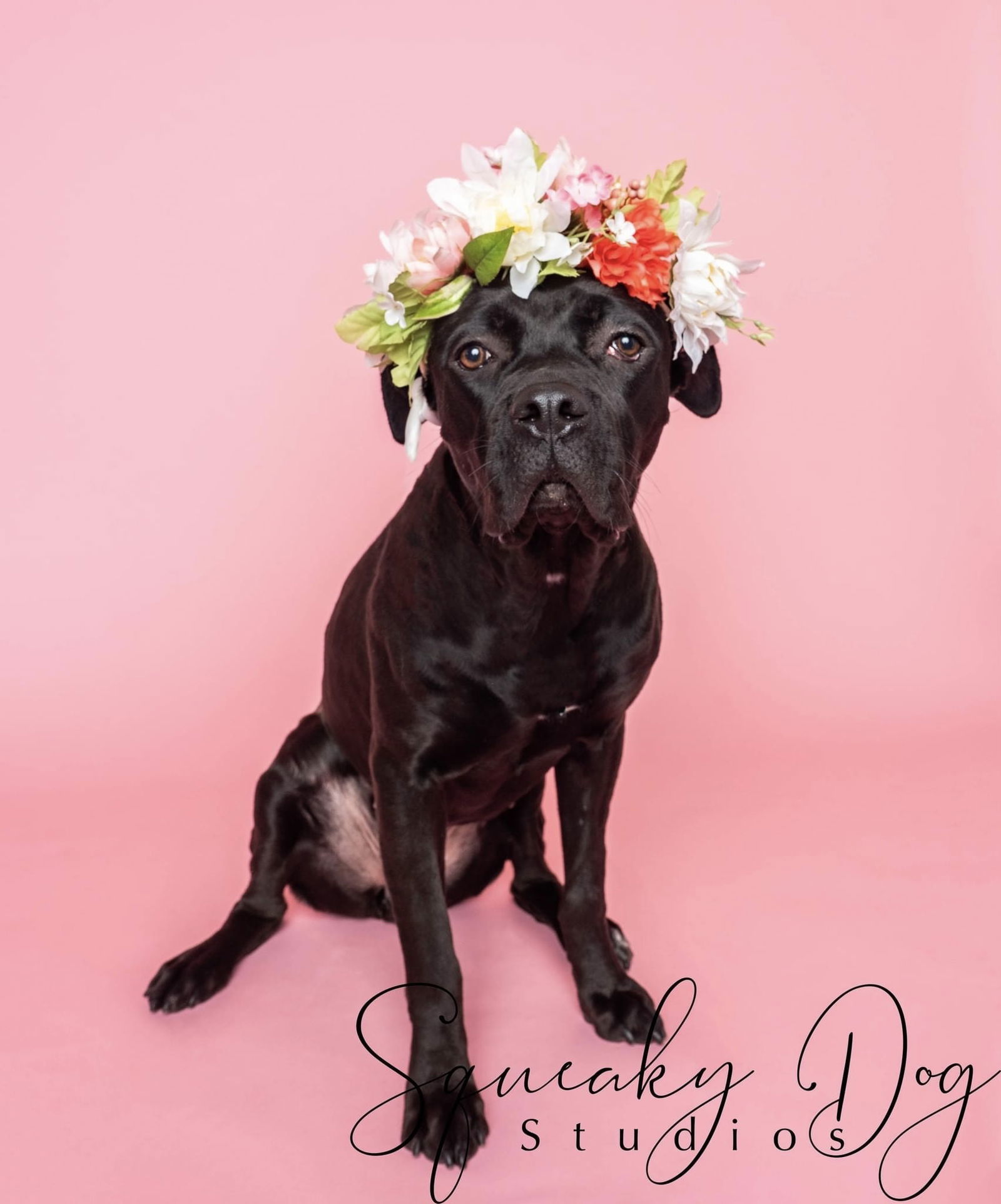 Pebbles, an adoptable Cane Corso, Boxer in Bothell, WA, 98021 | Photo Image 2