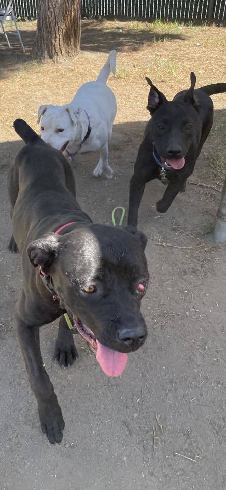 Pebbles, an adoptable Cane Corso, Boxer in Bothell, WA, 98021 | Photo Image 3