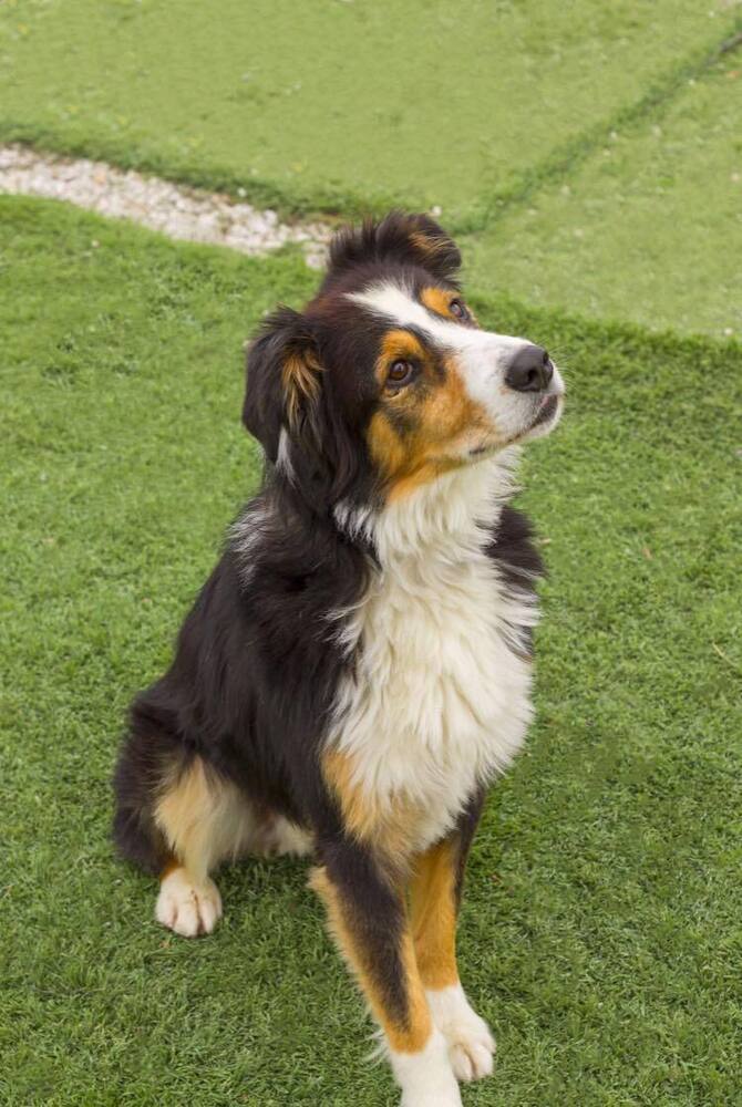 0472 Banks, an adoptable Australian Shepherd in Ottumwa, IA, 52501 | Photo Image 4