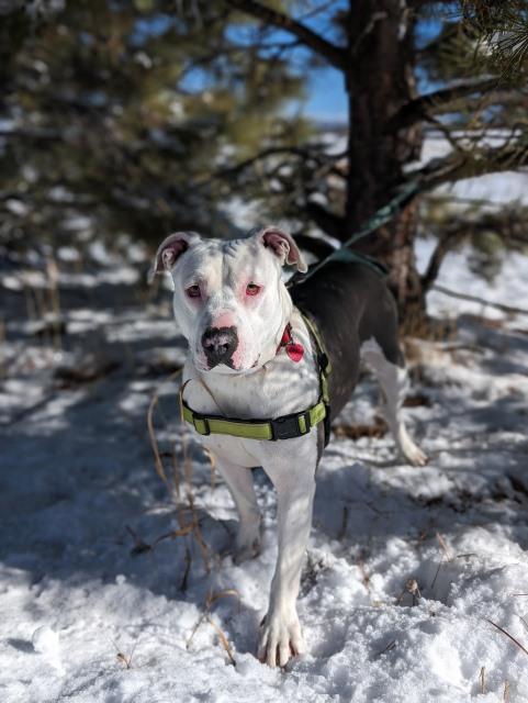 Chuca, an adoptable Pit Bull Terrier in Pagosa Springs, CO, 81147 | Photo Image 1