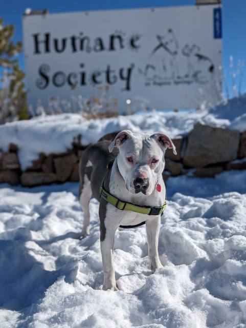 Chuca, an adoptable Pit Bull Terrier in Pagosa Springs, CO, 81147 | Photo Image 2