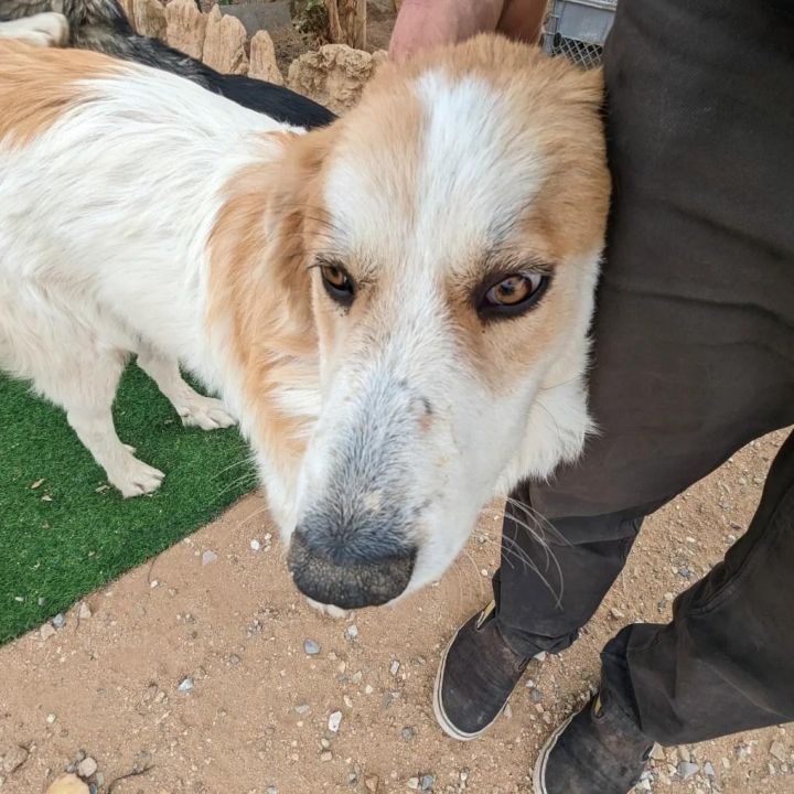 Aussie pyrenees best sale mix size