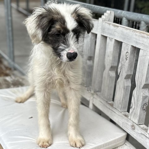 JESSIE, an adoptable Great Pyrenees Mix in Point Richmond, CA_image-2