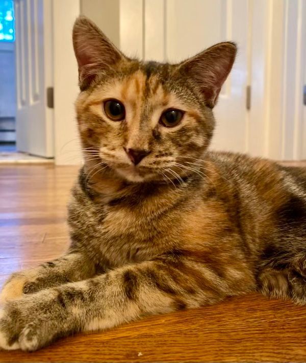 Cornbread , an adopted Torbie in Bethel, CT_image-4