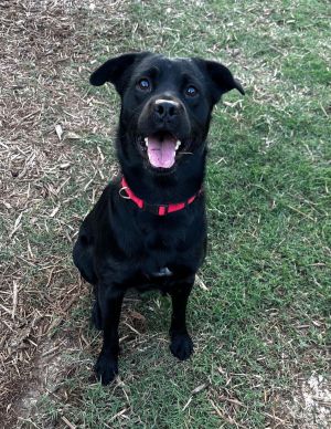 Deacon Black Labrador Retriever Dog