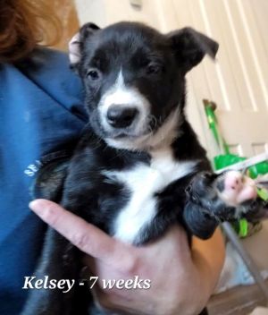 Adoption Application, Valley Falls, KS