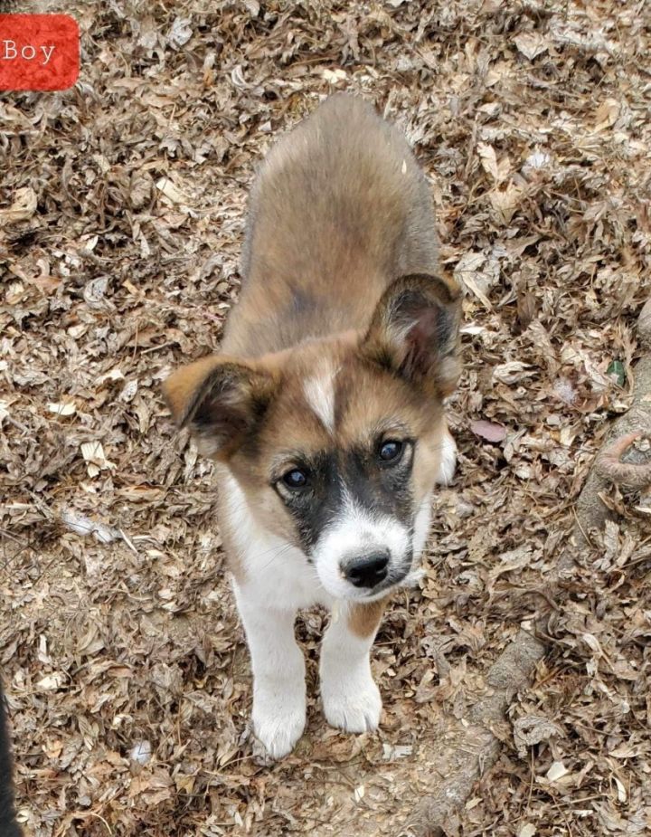 Dolly, an adoptable Border Collie & Shepherd Mix in Mount Juliet, TN_image-1