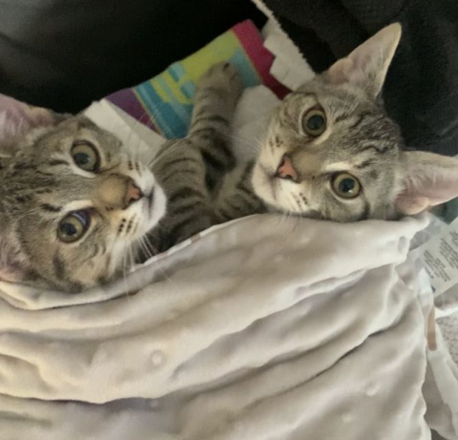 Dez (M) and Ellie (F) Bonded Pair